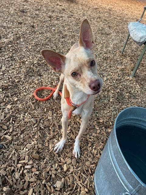 Augie - Chihuahua