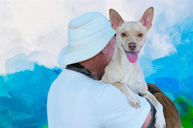 Augie - Chihuahua
