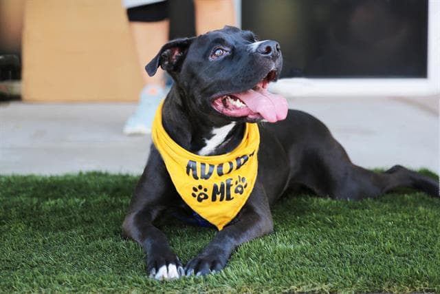 Billie - Boxer