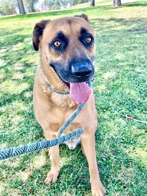 Arlo - German Shepherd Dog