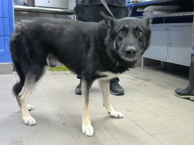 Bejorn - German Shepherd Dog