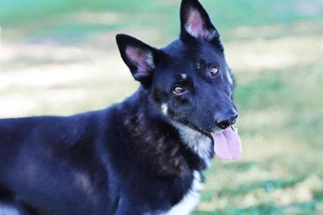 Bejorn - German Shepherd Dog