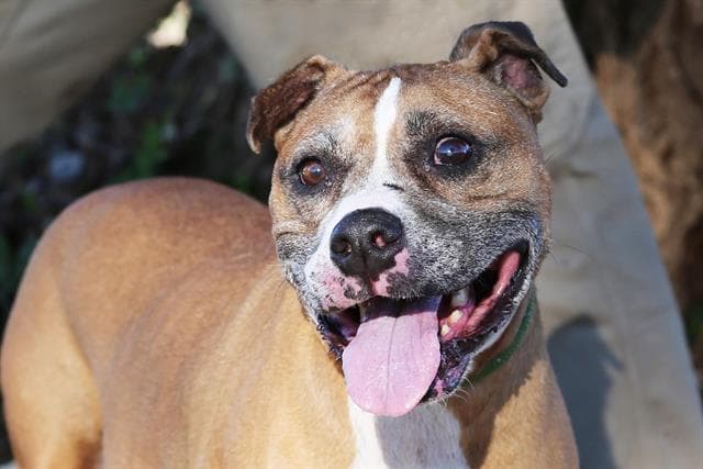 Yoshi - American Pit Bull Terrier