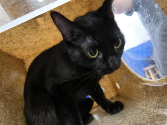 Sassy - Domestic Short Hair