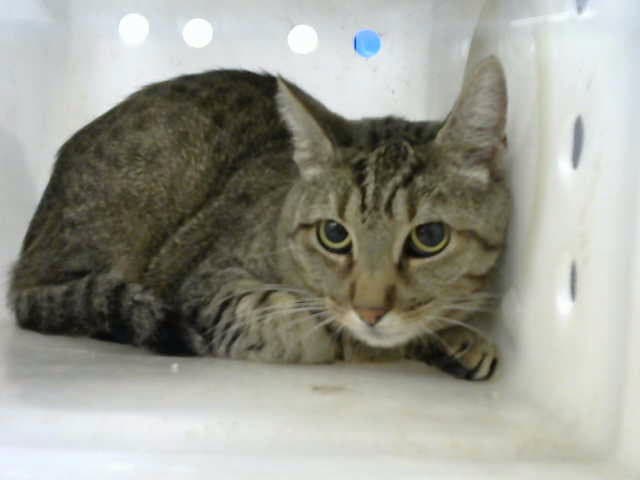 Andi - Domestic Short Hair