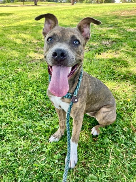 Ariel - Pit Bull Terrier