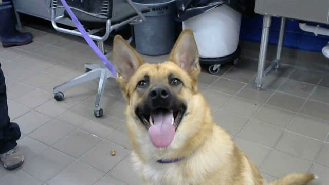 Marg - German Shepherd Dog