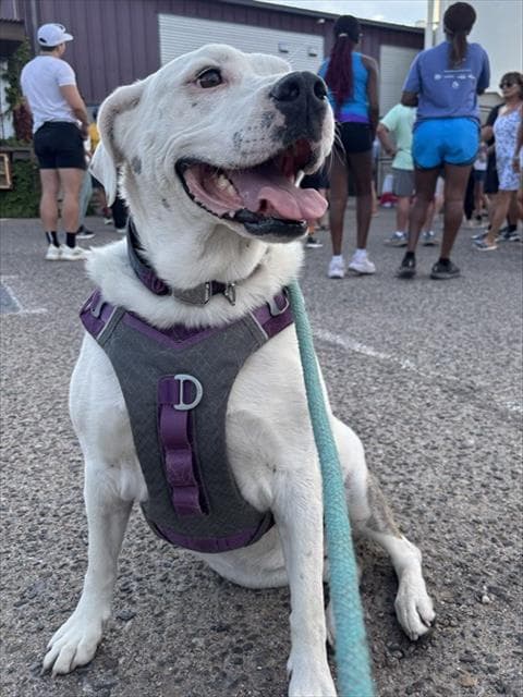 Rose - American Pit Bull Terrier