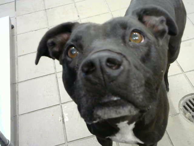 Jake - American Pit Bull Terrier