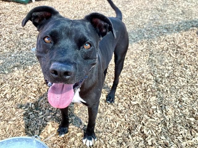 Jake - American Pit Bull Terrier
