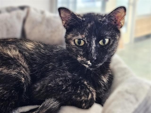 Brownie - Domestic Short Hair