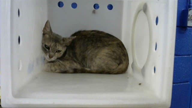Mama - Domestic Short Hair