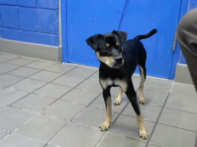 Chino - Chihuahua