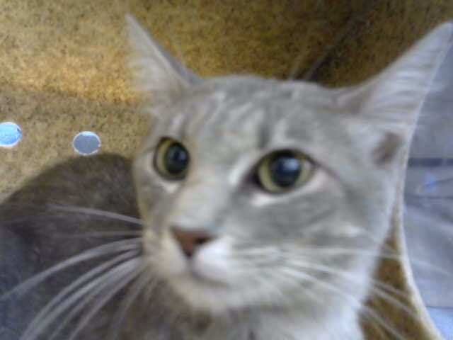 Orange - Domestic Short Hair