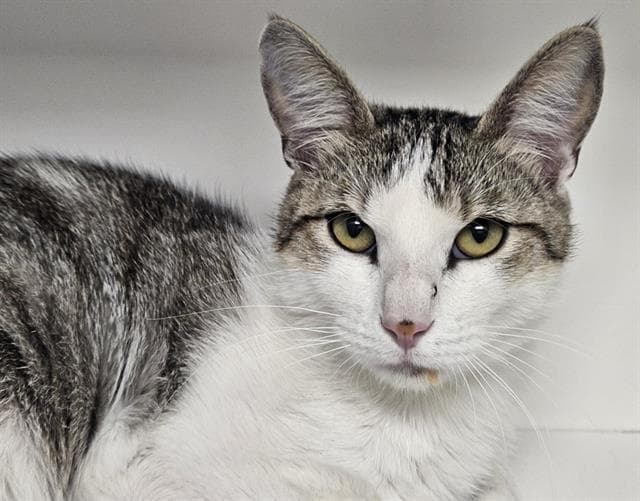 Ray - Domestic Short Hair