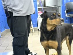 Bubba image 1