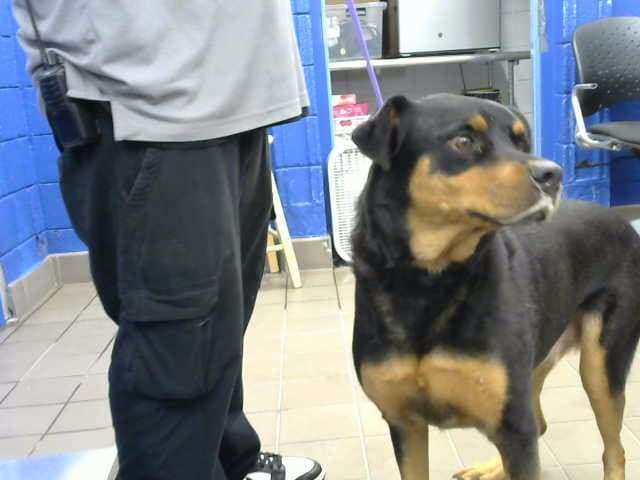 Bubba - Rottweiler