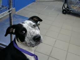 Oreo image 1
