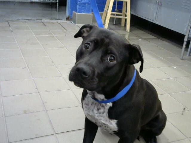 Fenrir - American Pit Bull Terrier
