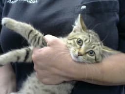 Nina image 1