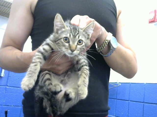 Tino - Domestic Short Hair