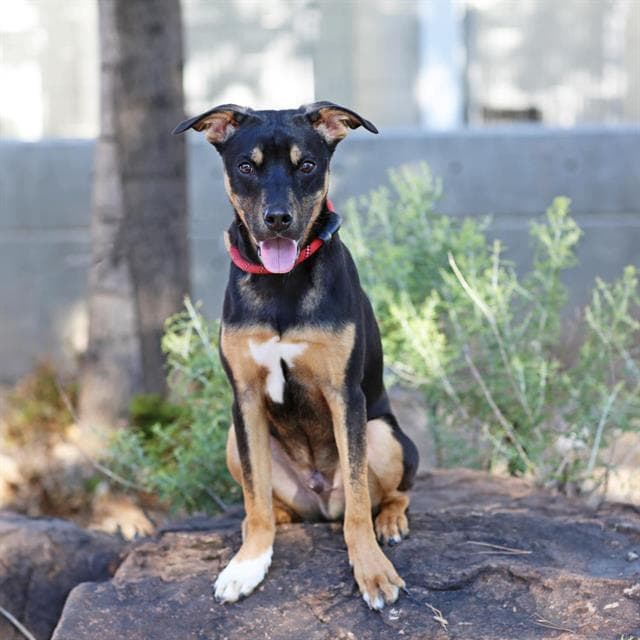 Brent - German Shepherd Dog