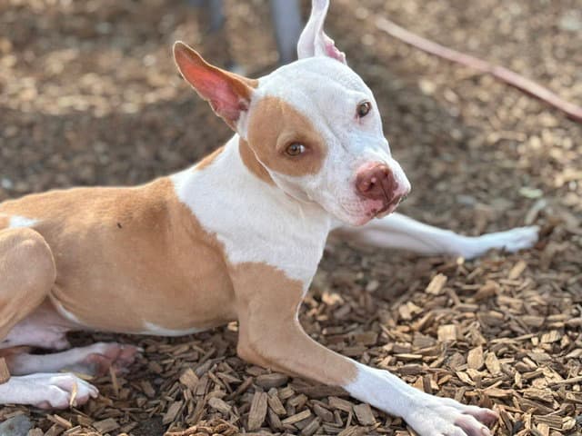Hunter - Pit Bull Terrier