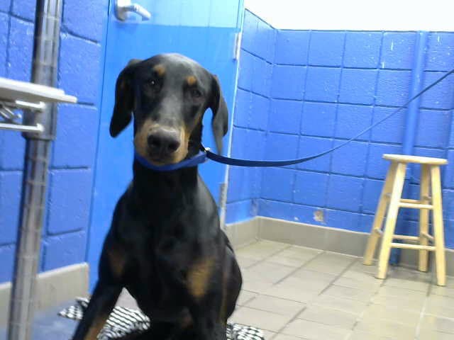 Rocky - Doberman Pinscher