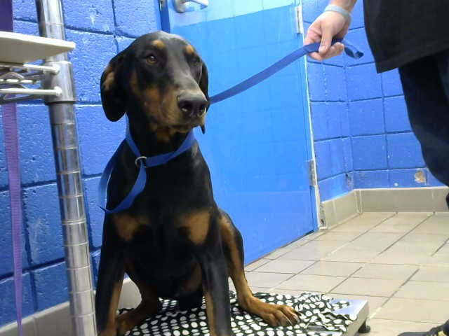 Raza - Doberman Pinscher