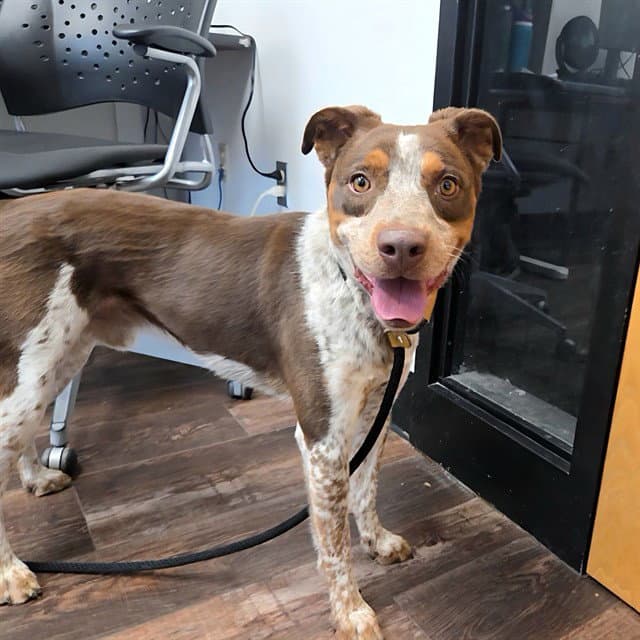 Cal Boy - Australian Shepherd