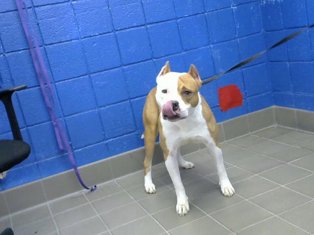 King - American Pit Bull Terrier