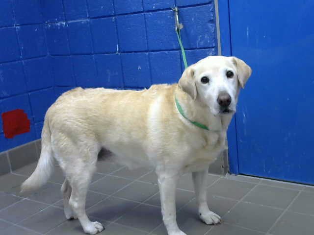 Gladys - Labrador Retriever
