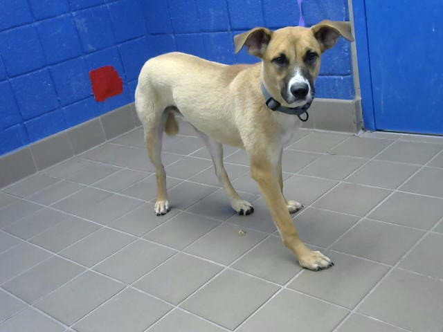 Oakly - German Shepherd Dog