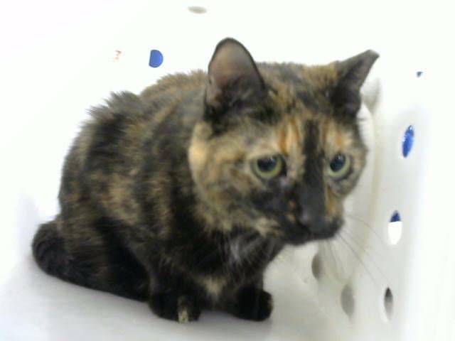 Isabella - Domestic Short Hair