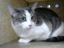 Nixi image 1