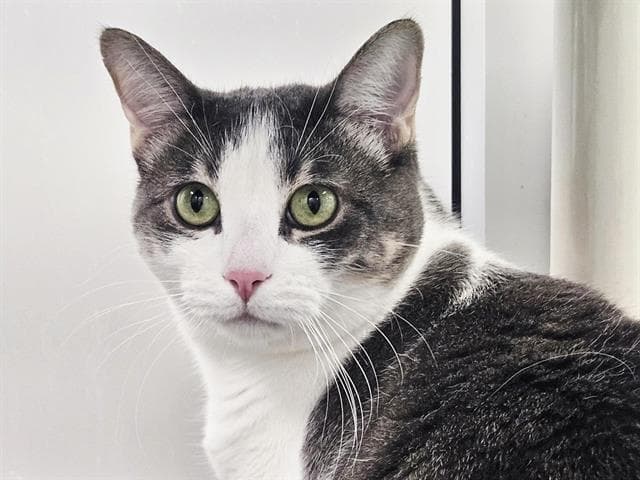 Nixi - Domestic Short Hair