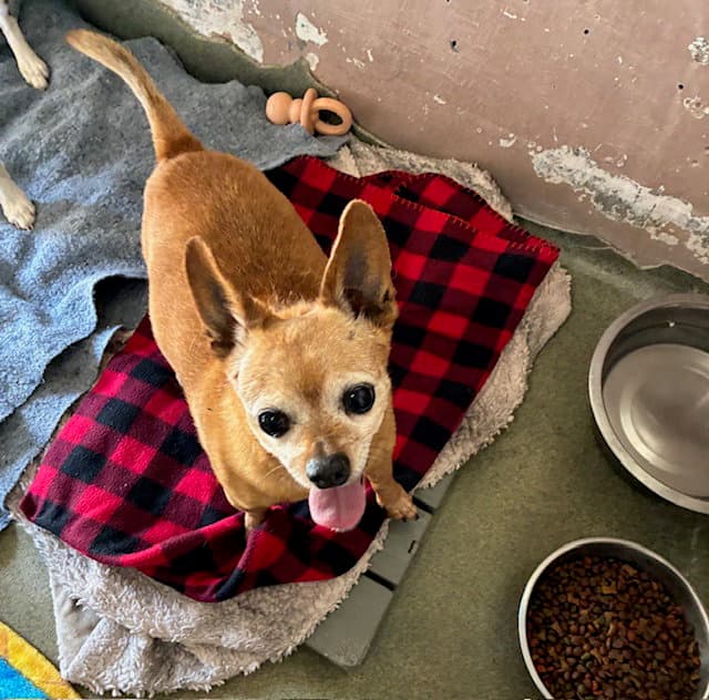 Happy - Chihuahua