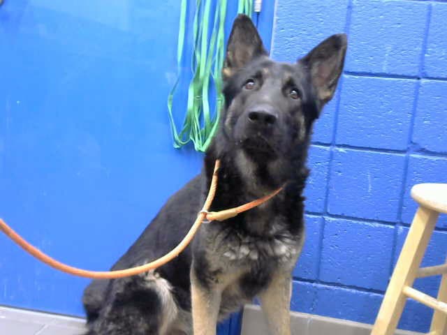 Floyd - German Shepherd Dog