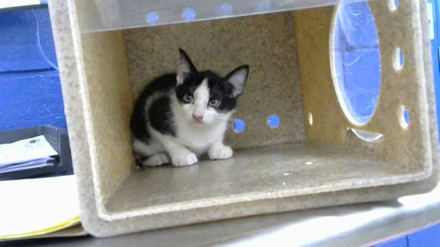 Nero - Domestic Short Hair