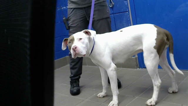 S'more - Pit Bull Terrier