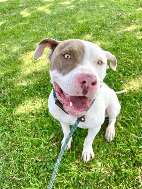 S'more - Pit Bull Terrier