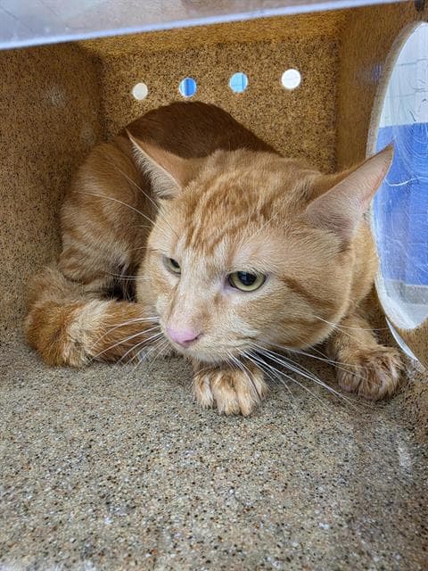 Pocus - Domestic Short Hair
