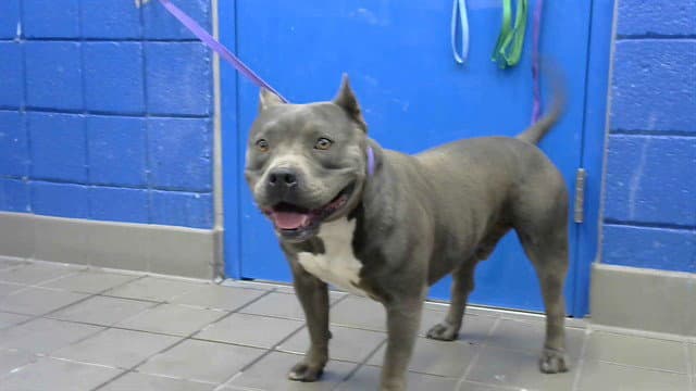 Hank - American Pit Bull Terrier