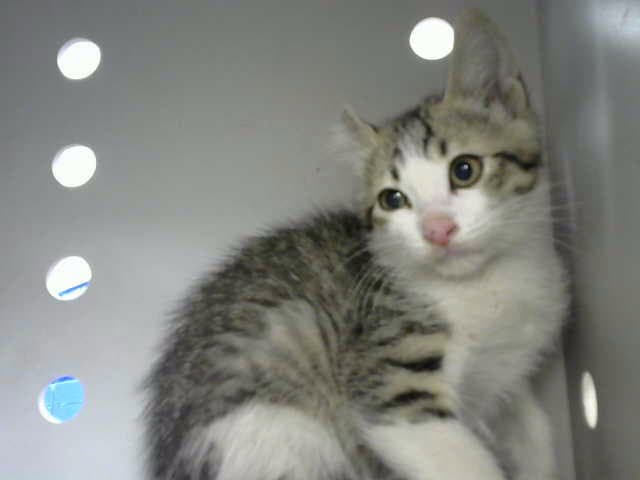Popcorn - Domestic Short Hair