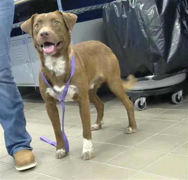 Potato - Pit Bull Terrier