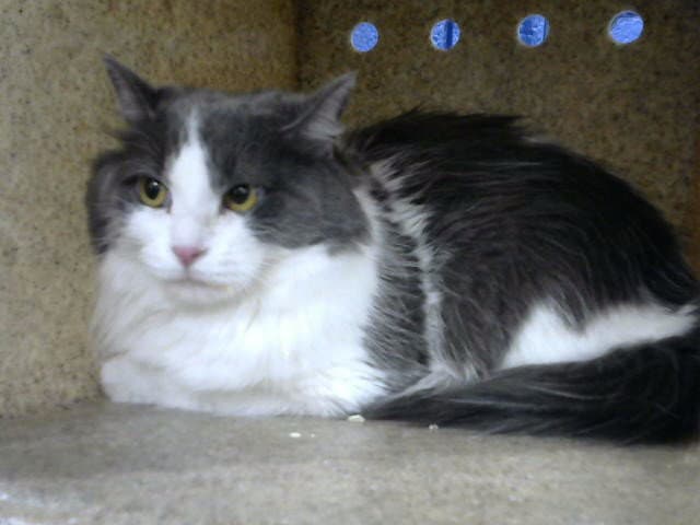 Ember - Domestic Long Hair