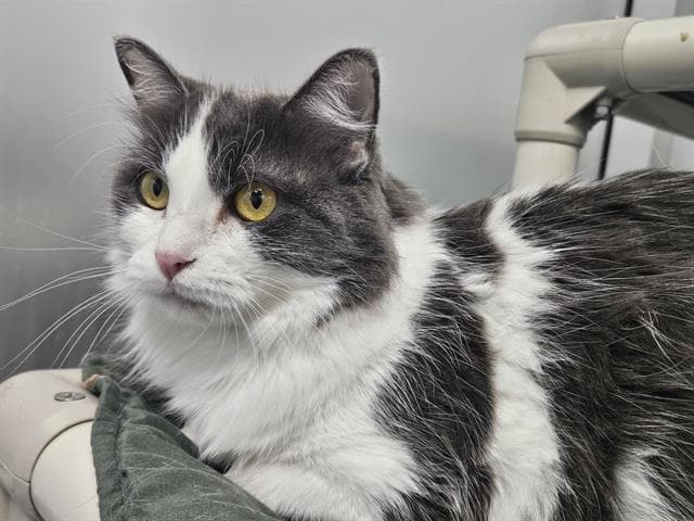 Ember - Domestic Long Hair