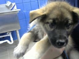 Rascal image 1