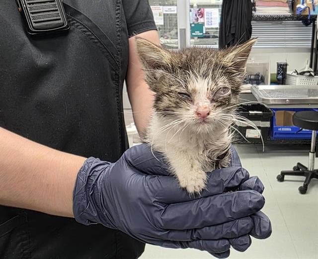 Mushu - Domestic Short Hair
