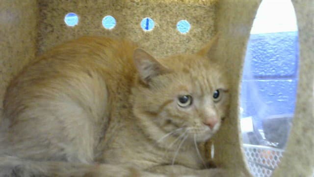 Turbo - Domestic Short Hair